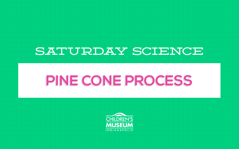 Saturday Science The Pine Cone Process The Children's Museum of