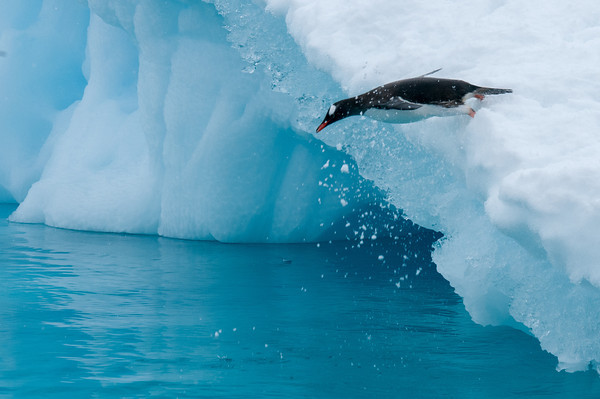 penguin