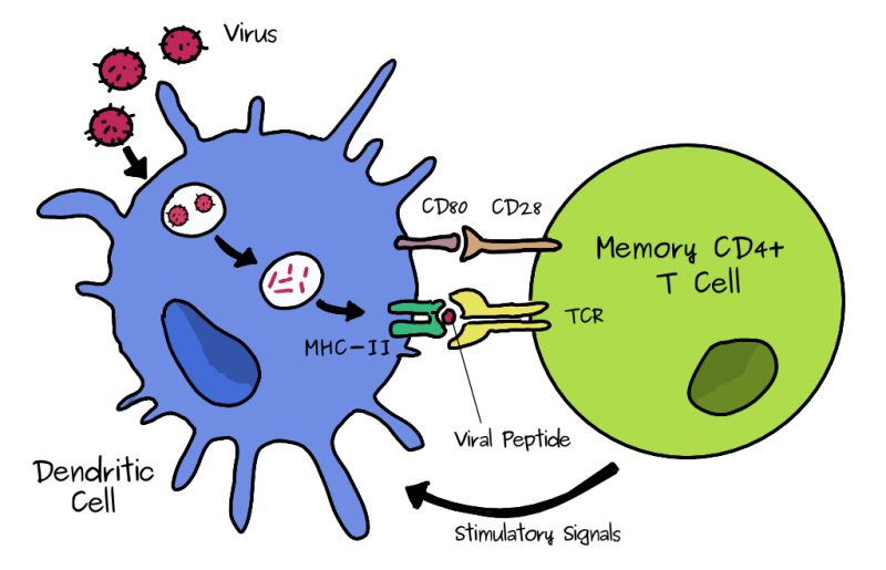 Dendritic Cells - Dark Pattern Collection - Ultra HD Quality