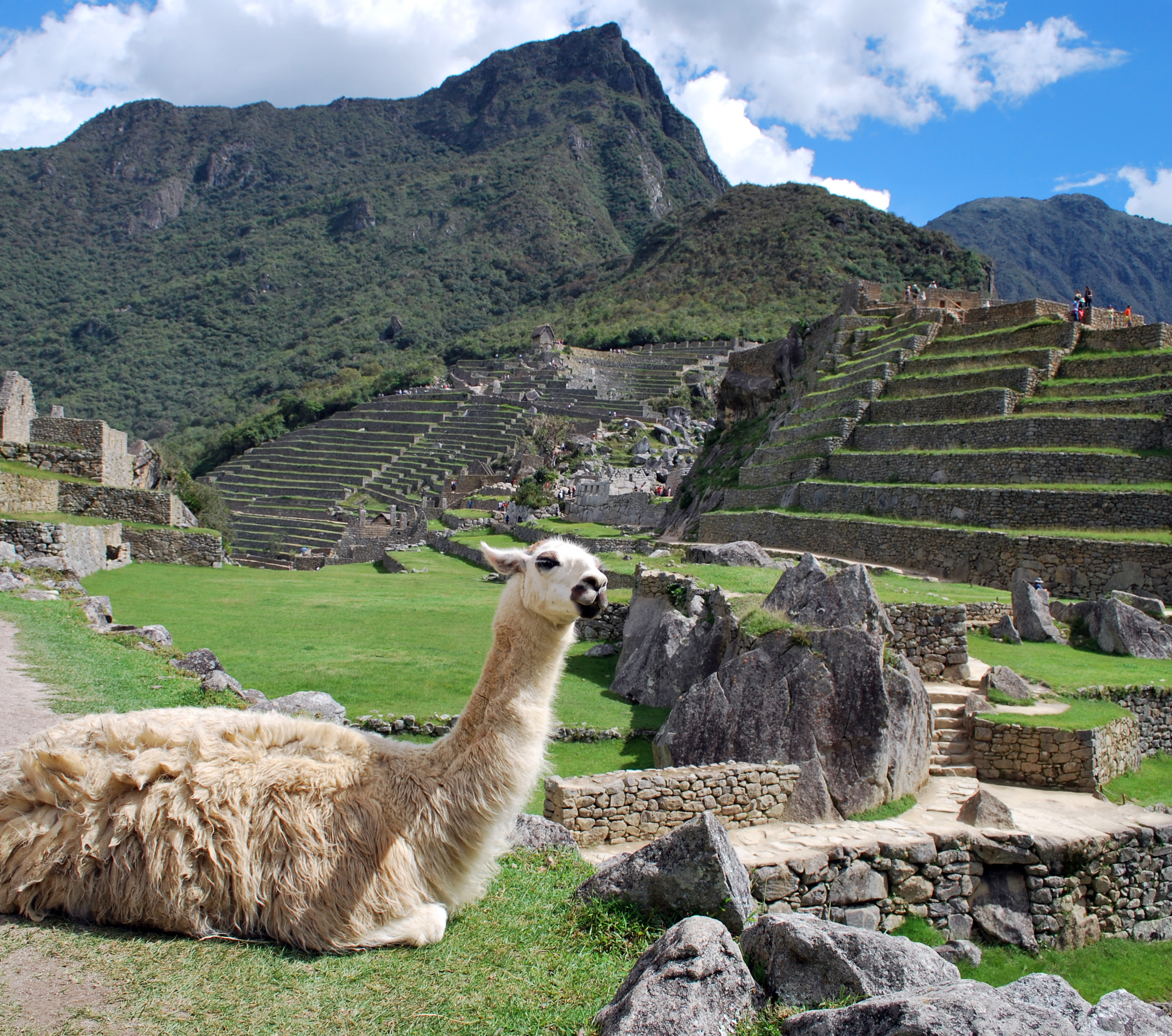 Llama at Machu Pichu