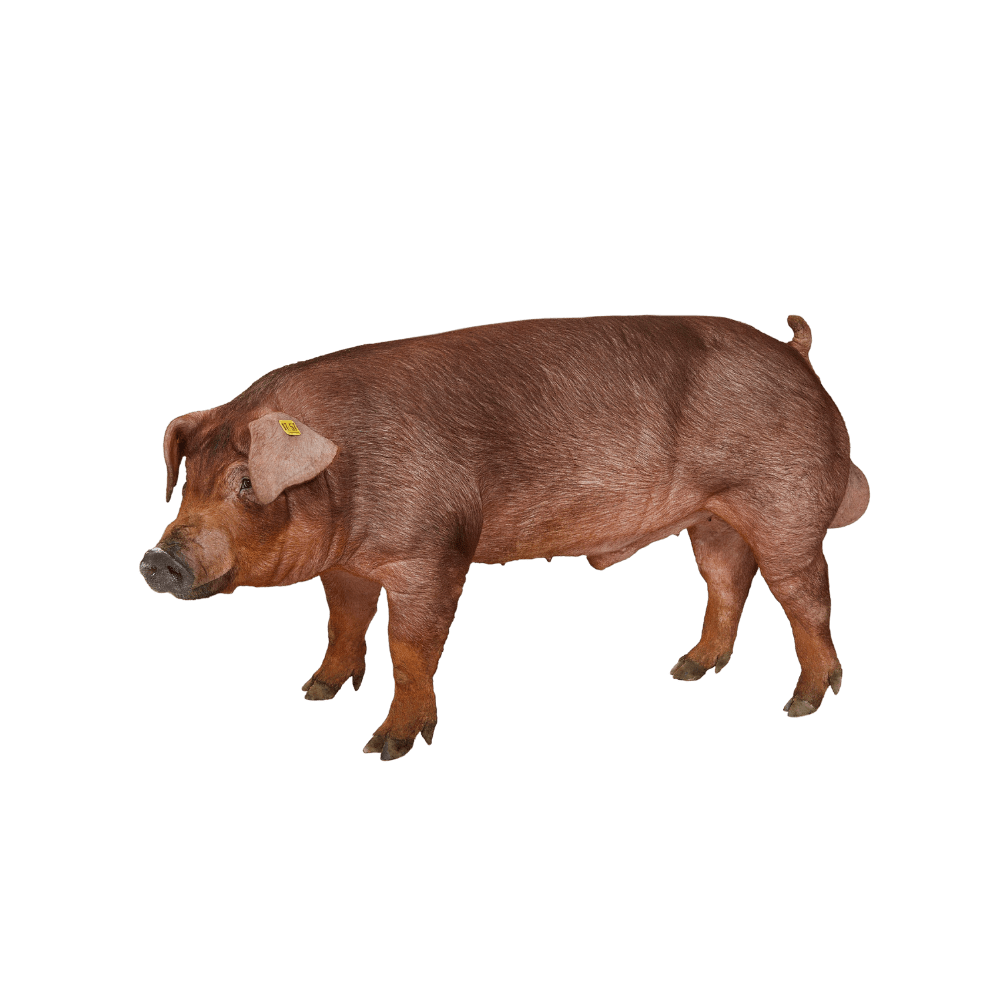 The 100 % swine french selection nucleus is the pig genetics . Dna Genetics Best People Best Pigs