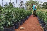 Kebun Sayuran Serda Maryadi Turut Dukung TMMD Kodim Natuna