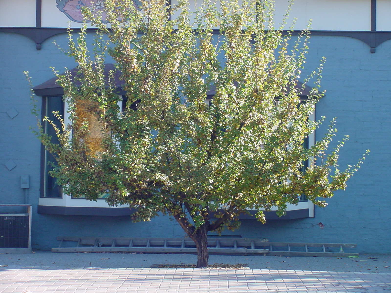 10 Best Trees For Small Gardens Best Small Trees For Tiny Yards