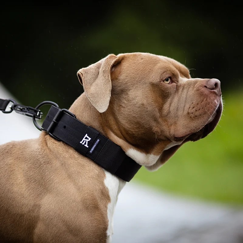 tactical dog collar buckle 5cm wide