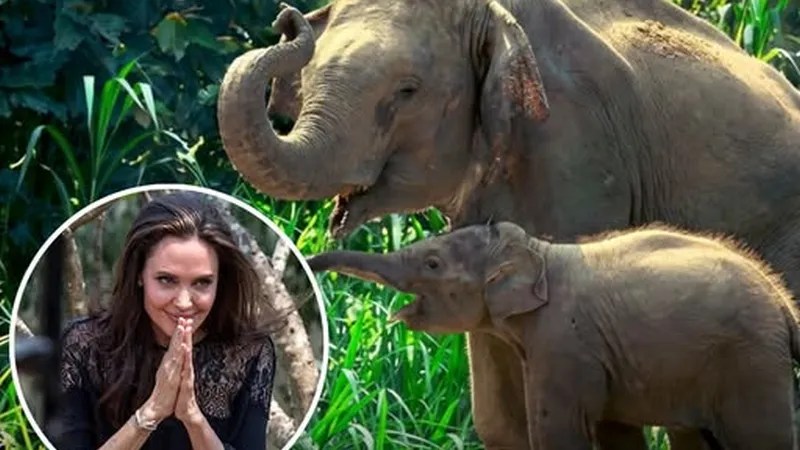 Dwadzieścia lat ochrony kambodżańskiego lasu. Fundacja Angeliny Jolie wciąż chroni słonie i pangoliny