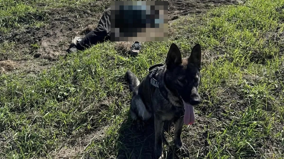 Policyjny pies Alfa odnalazł zaginionego 86-latka. Senior leżał na polu