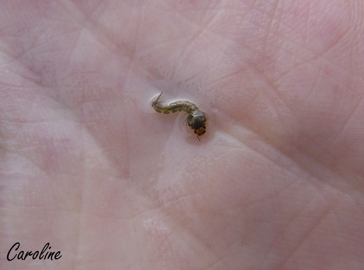 Larves De Moustiques Youtube