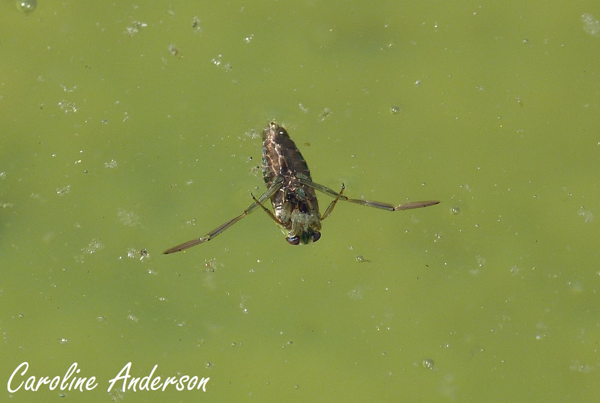 Le Moyen Le Plus Simple Et Le Plus Rapide De Ramasser Tous Les Insectes Dans Votre Piscine Piscine Simple Deco Exterieure