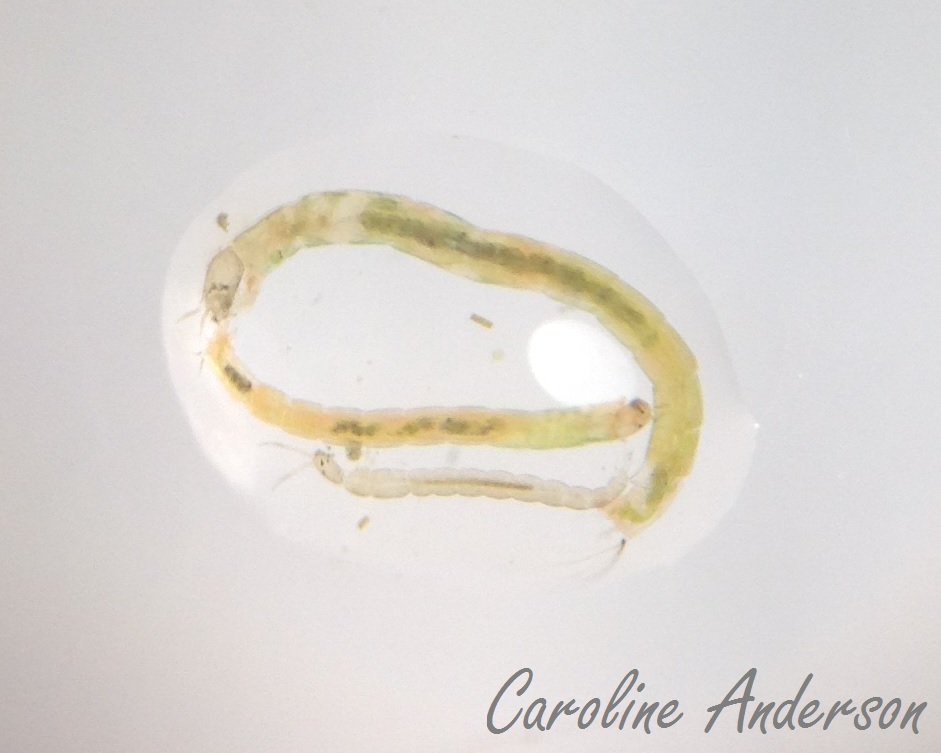 Larve De Chironome Wikipedia