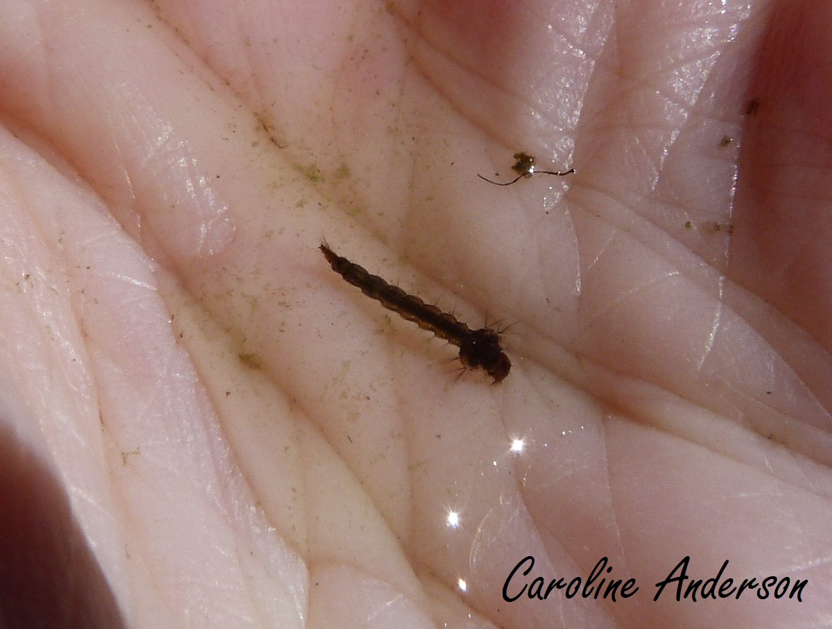 Larvicide Moustique Tigre Pour Larve De Moustique 50cp Alu Th031