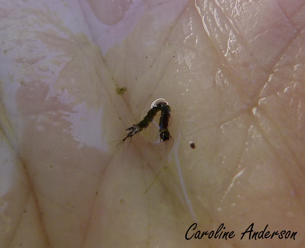 Otiorhynque Traitement Pour Lutter Contre Cote Maison