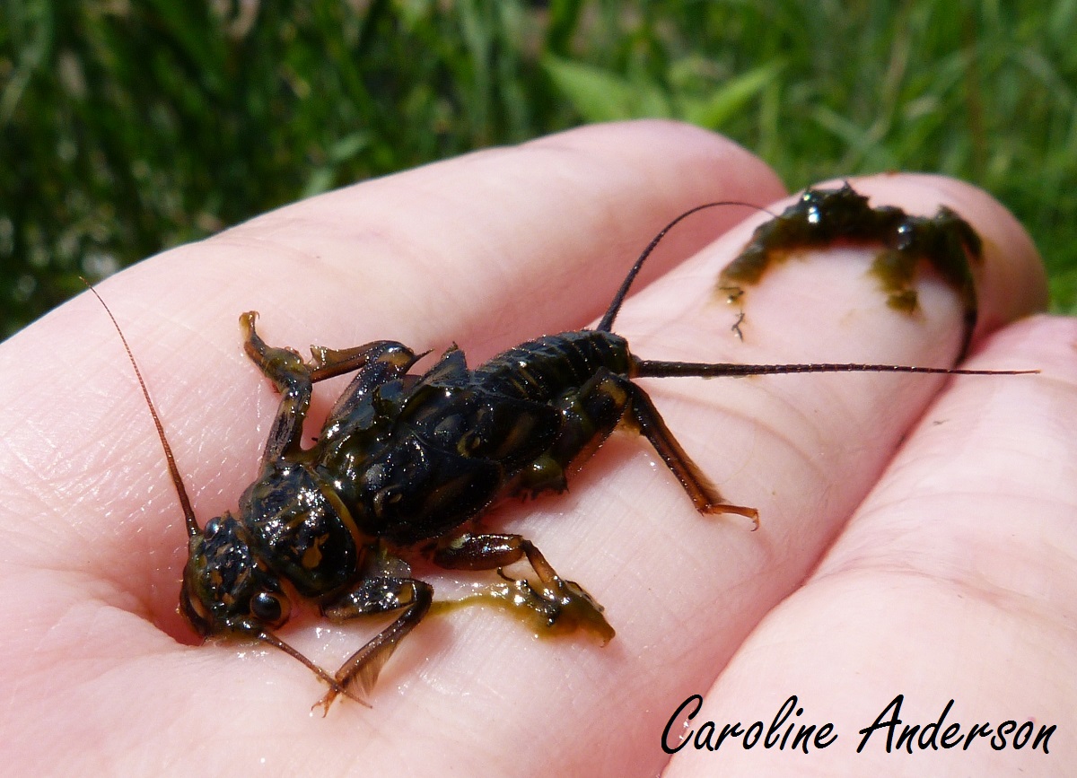L Etonnante Notonecte Qui Nage Sur Le Dos Et Qui Vole Le Jardinoscope Toute La Vie Animale De Nos Parcs Et Jardins