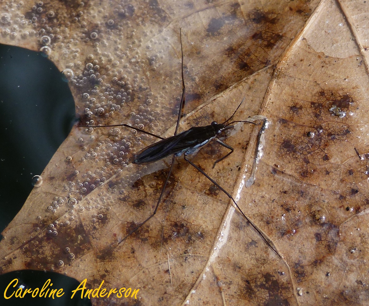 Aquatique Page 9 Docbebitte