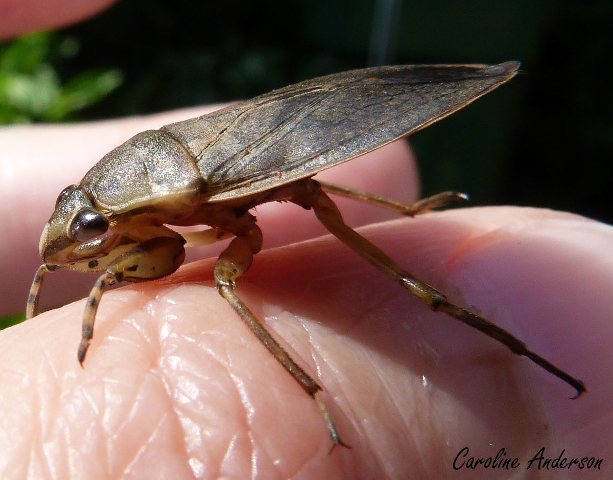 Punaises De Lit Comment S En Debarrasser