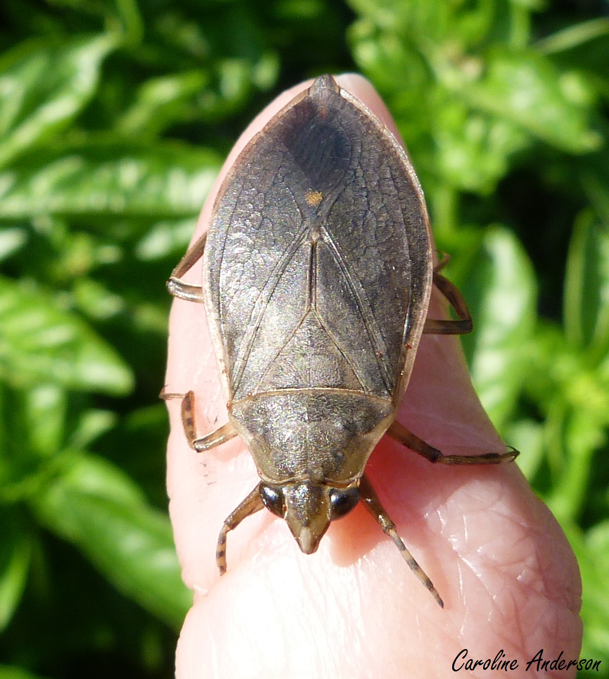 Serpent Dans La Piscine Image Stock Image Du Insecte 69489167