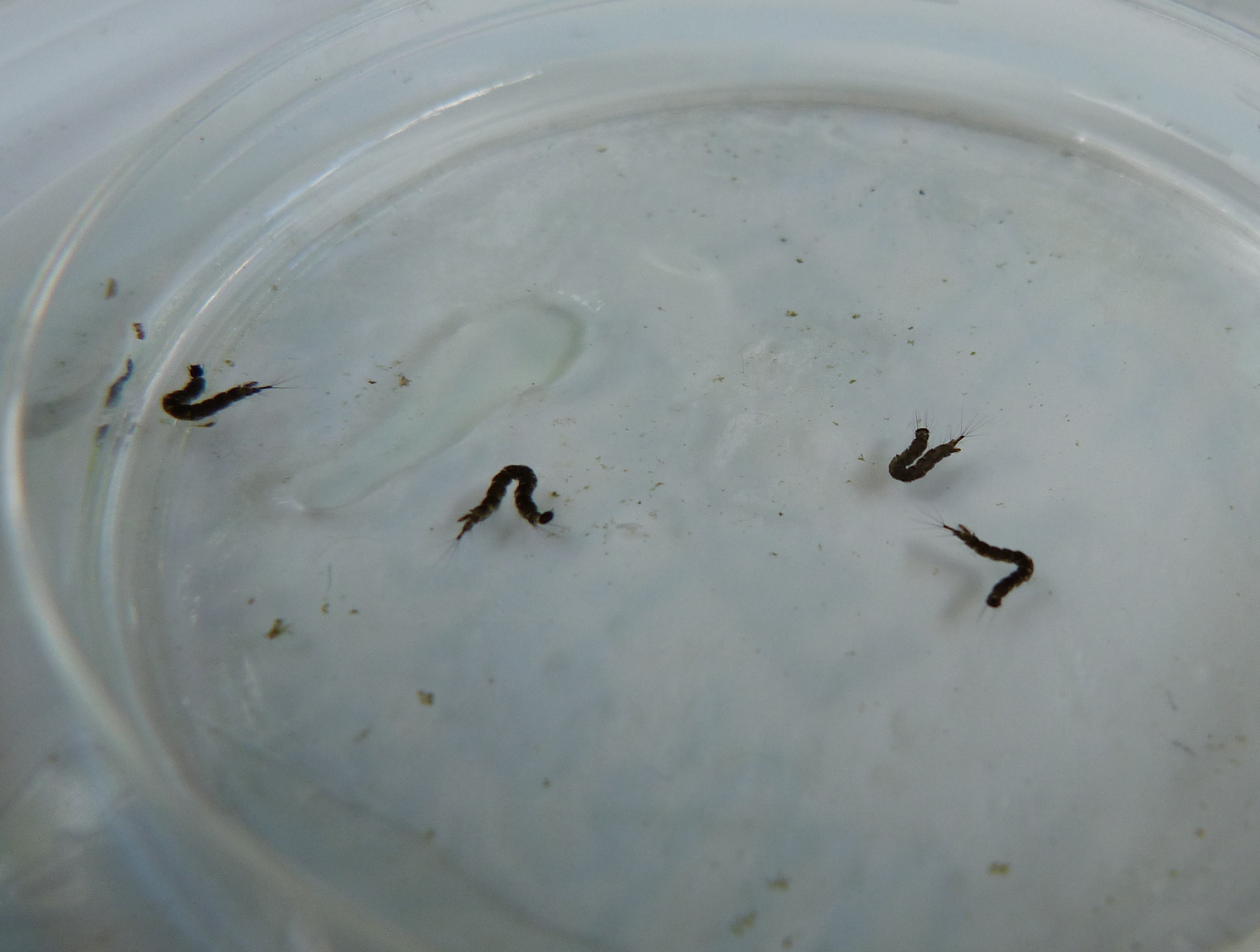 Eloignez Les Moustiques Evitez Piqures Et Maladies Caa Quebec