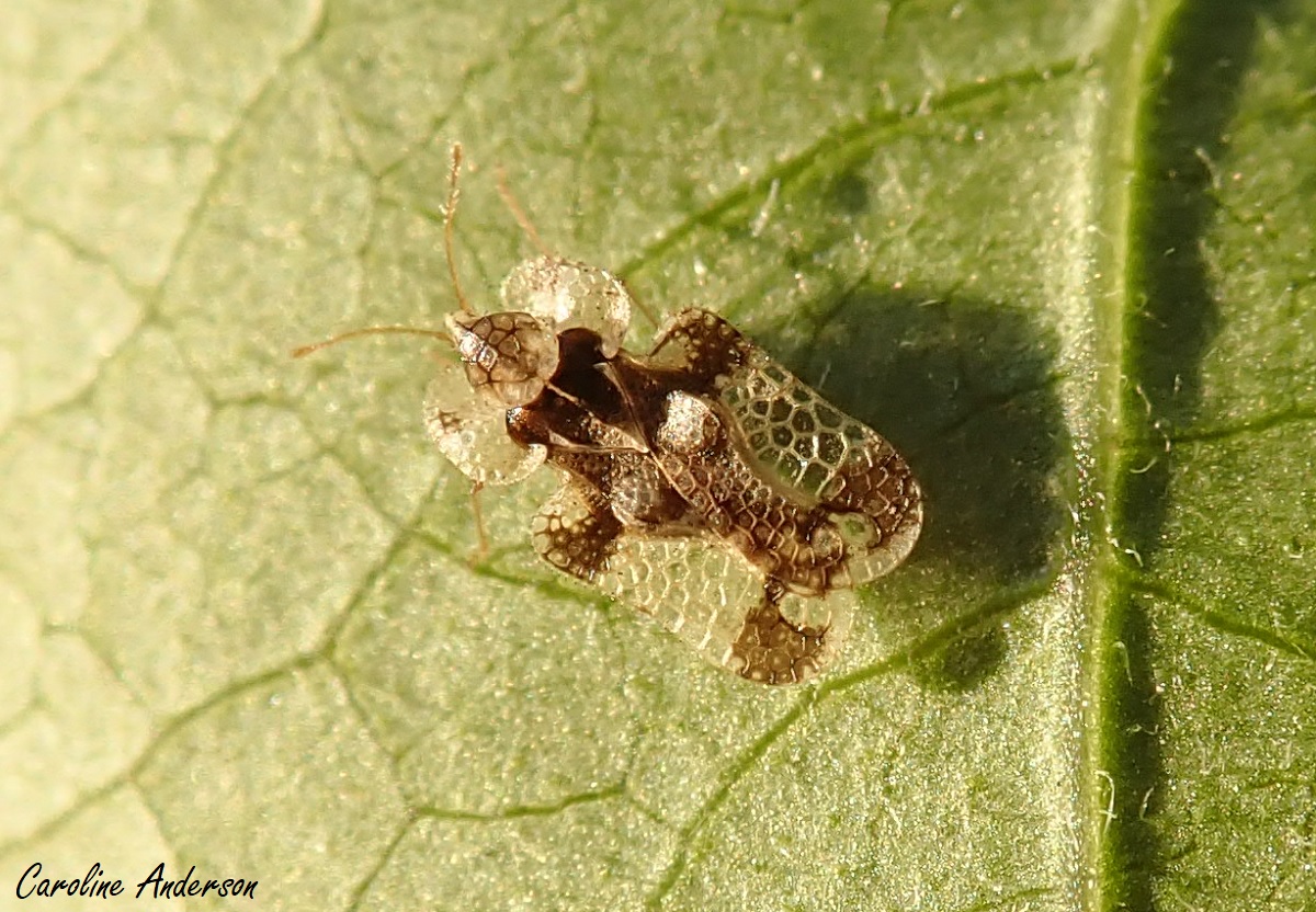 Comment Combattre Les Punaises De Lit