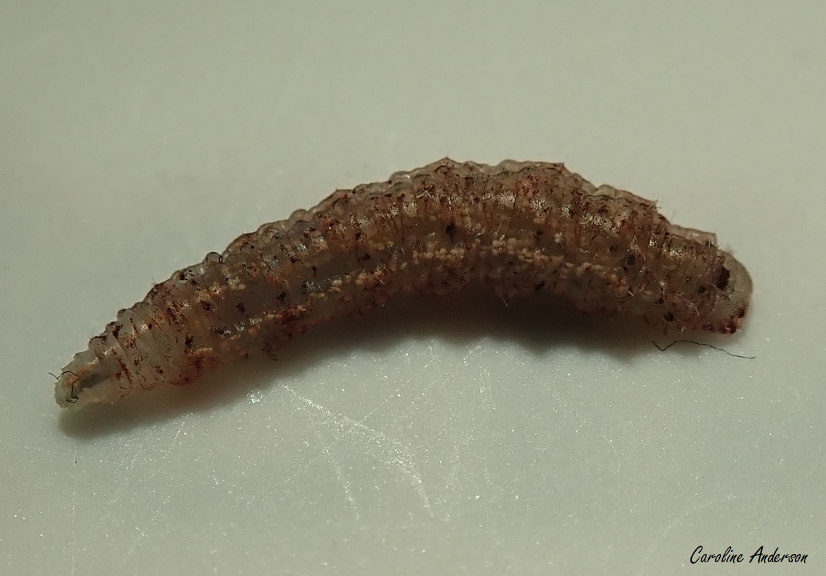 Larvicide Moustique Tigre Pour Larve De Moustique 50cp Alu Th031