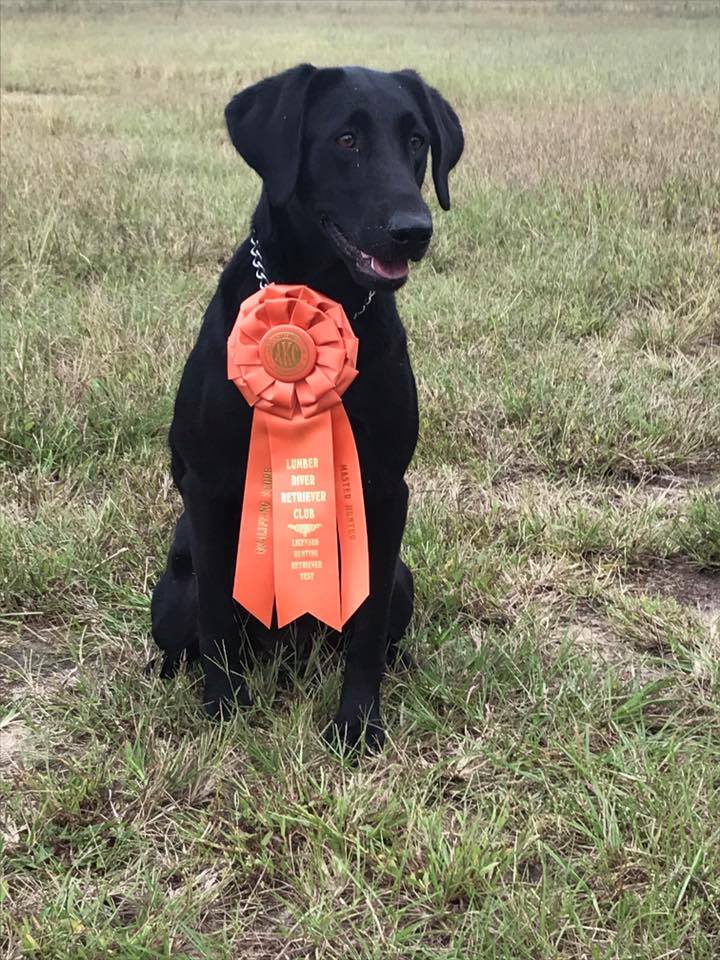 Docheno’s Cosmic Blue Pursuit (Chase) received a Master Pass at Lumber River RC! Chase is owned by Chad & Lori Beard and handled by Dave Wilson and out of FC AFC COSMO x Docheno’s Chasing The Blue MH