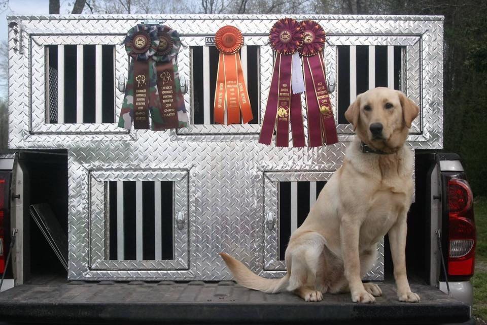 Docheno’s Dreaming Of Blue Daisy Dukes Owned by Tyler Johnson (FC AFC Dare To Dream x Docheno’s Chasing The Blue MH)