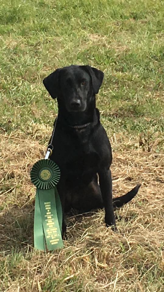 Docheno's Get Your Shine On (NFC AFC Robber's Stray Bullet x Drake's Prima Donna QAA MH) received a JAM in the Open at Central Savannah Field Trial in Lincolnton GA this past weekend! This was Shine's very first Open and she is only 36 months old! Owned by Chad and Lori Beard, handed by Al Arthur with Sandhill Kennels