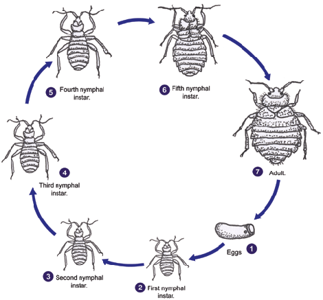Some people believe these little insects live only in dirty hote. Bed Bugs