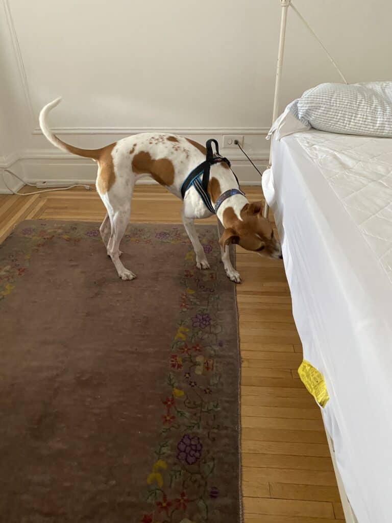Mechanical Free Bed Bug Consultation Thieves