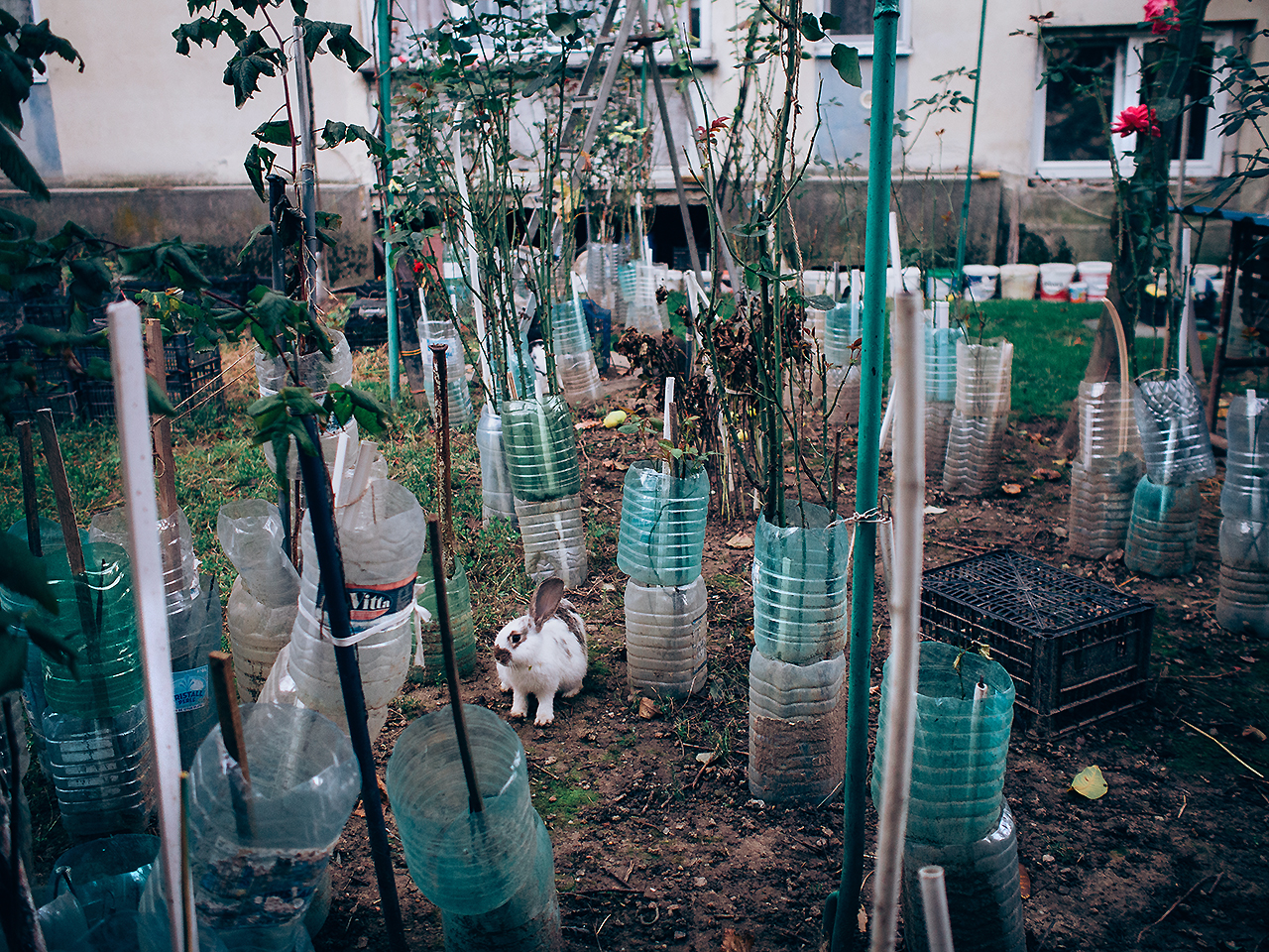 Tamas Hajdu, Eastern Mirror (2012)