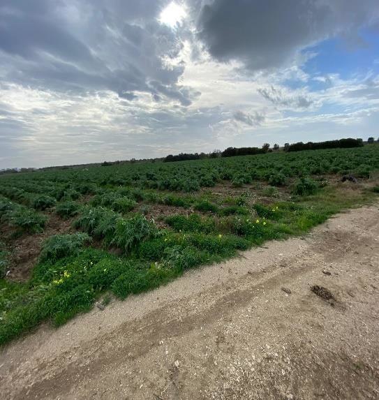Asta giudiziaria Terreno Contrada SANTA LUCIA snc, 72100 Brindisi BR