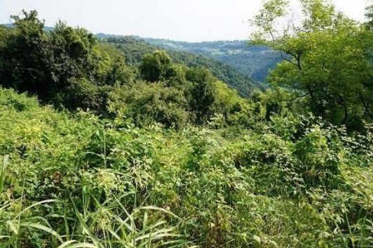 Asta giudiziaria Terreno Frazione Gambugliano località Monte San Lorenzo, snc 36050 Sovizzo VI