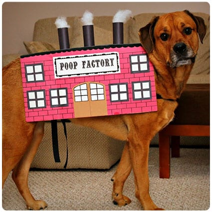 60 Cutest Dog Costumes Of All Time Funny Dog Halloween Costume Ideas Dodo Burd