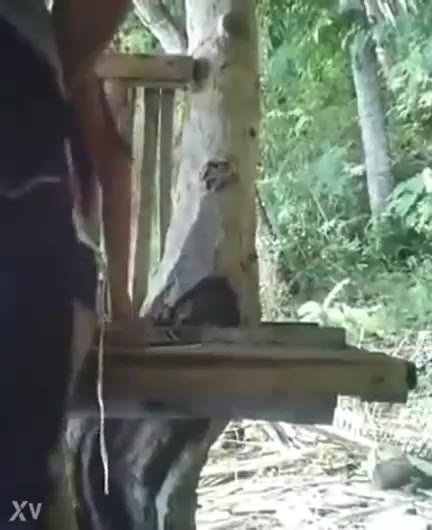 ketahuan SMA lagi tanggung ngentot baru masuk