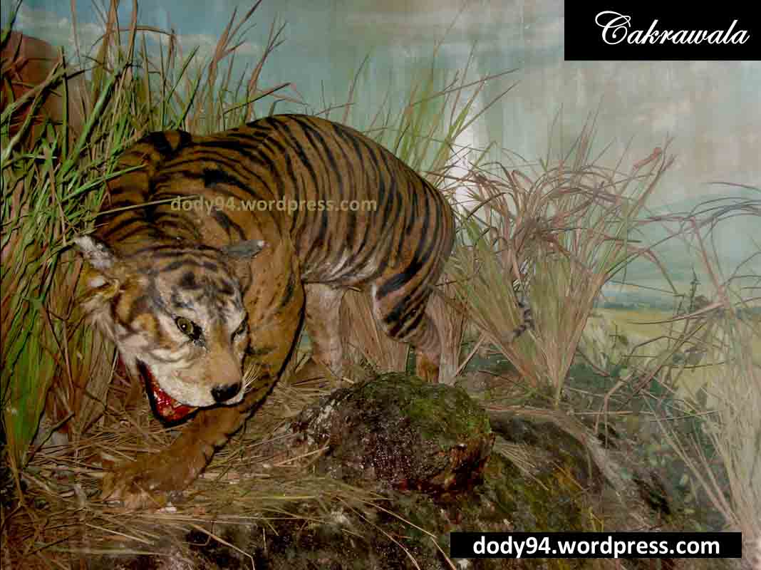 Gratis Unduh Gambar 27 September Mengenang Punahnya Harimau Bali Terbaru oleh www.lampunghits.com