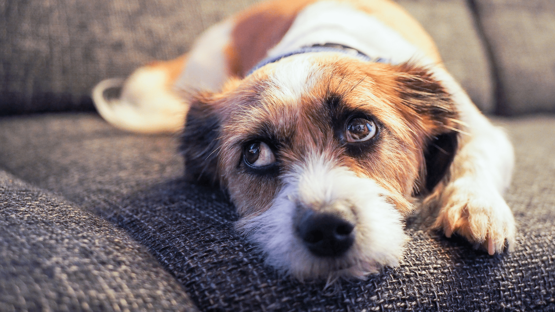 Selbstbeherrschung im Hundetraining: Tipps für Garbsen