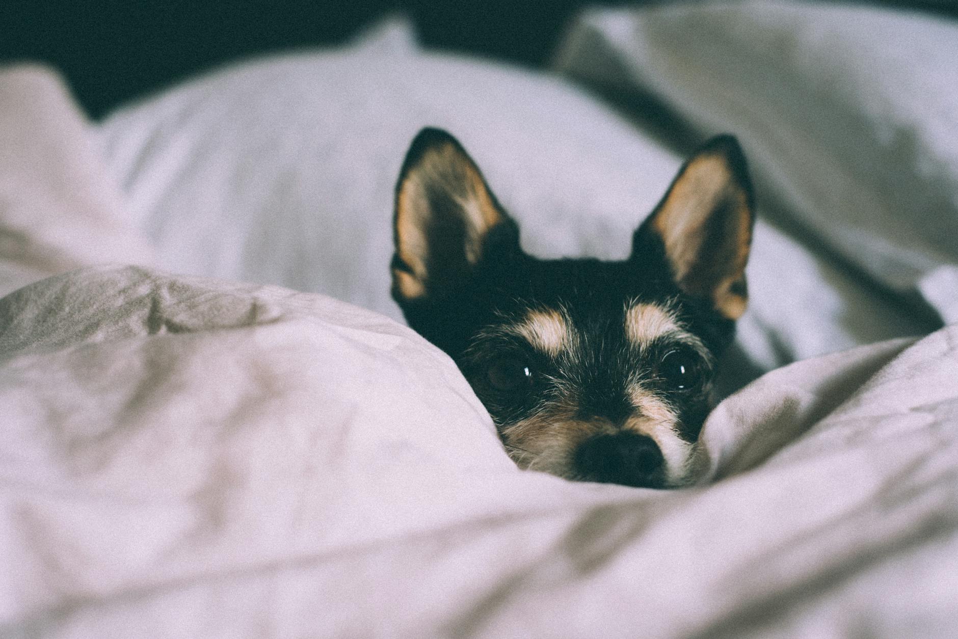 close up photo of dog
