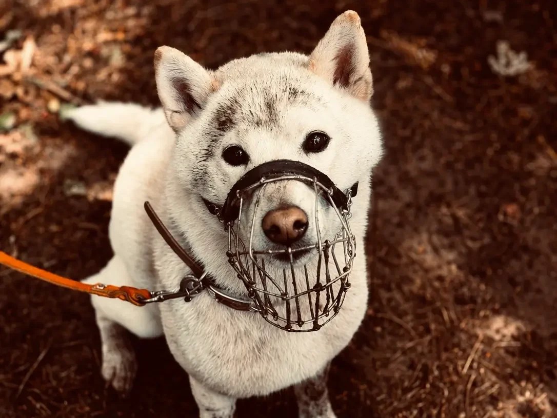 Weißer Hund mit passendem Maulkorb