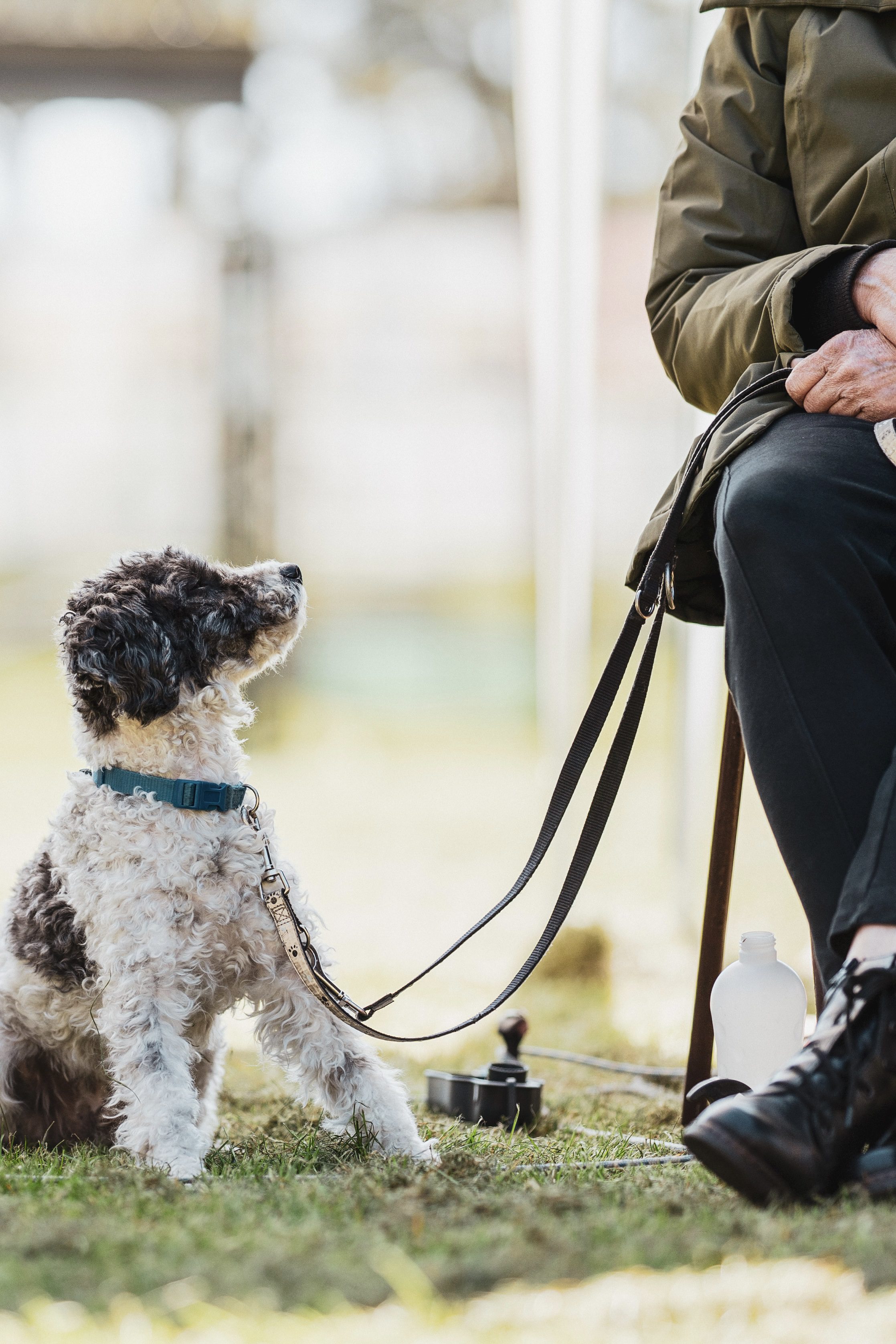 Workshop: Zwischen den Zeilen - Deep OCEAN trifft Hundetraining