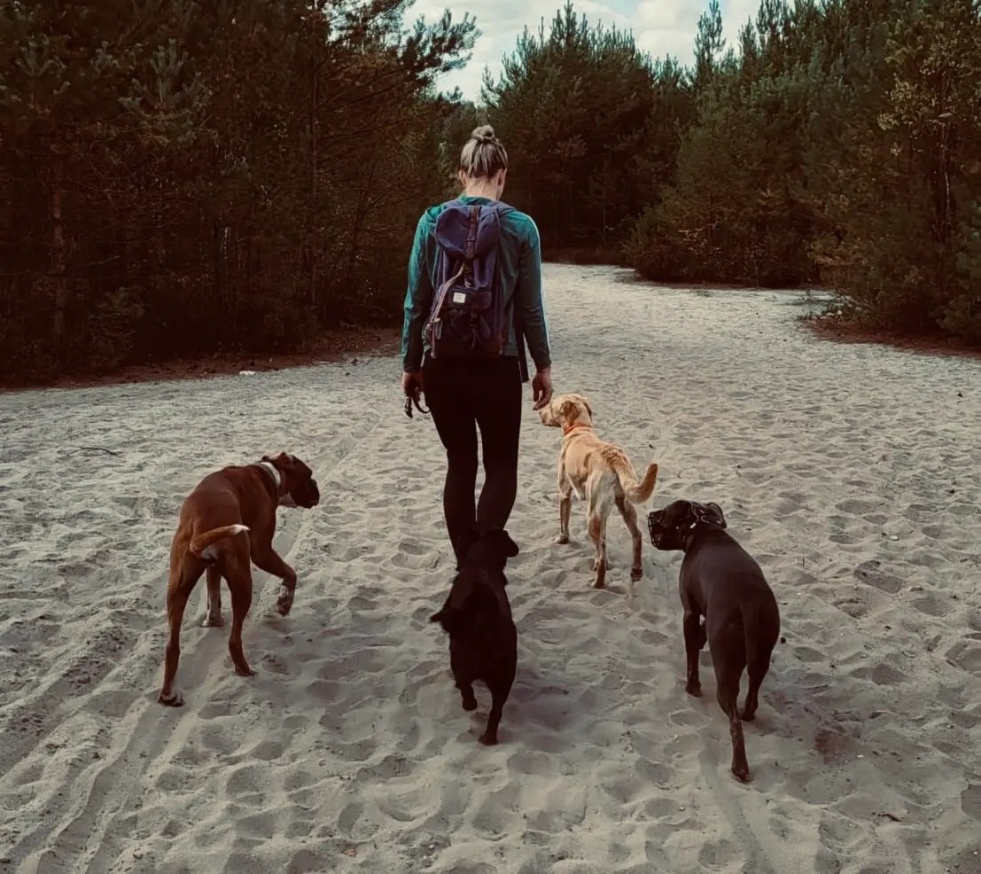 und orientiert sich beim Freilauf an seiner Trainerin von DOG COMMITMENT