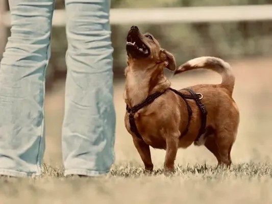 Kleiner Hund orientiert sich beim Training an seiner Bezugsperson