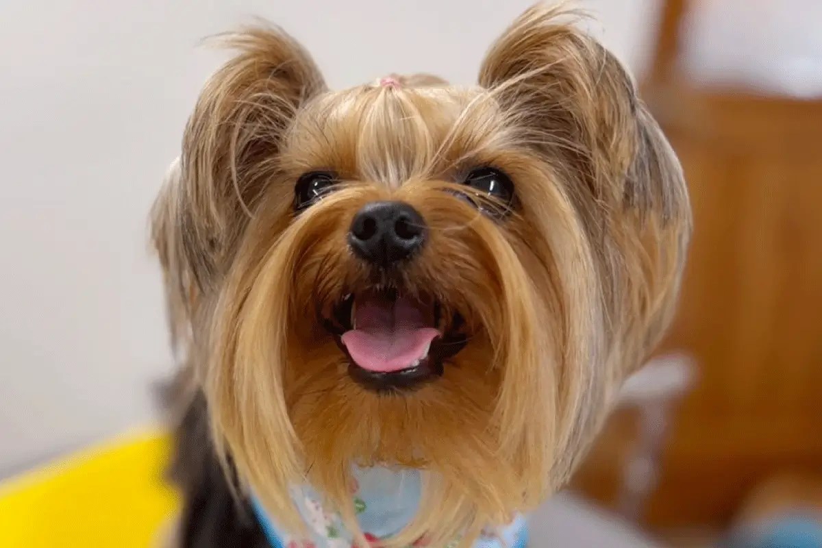 yorkshire terrierー5