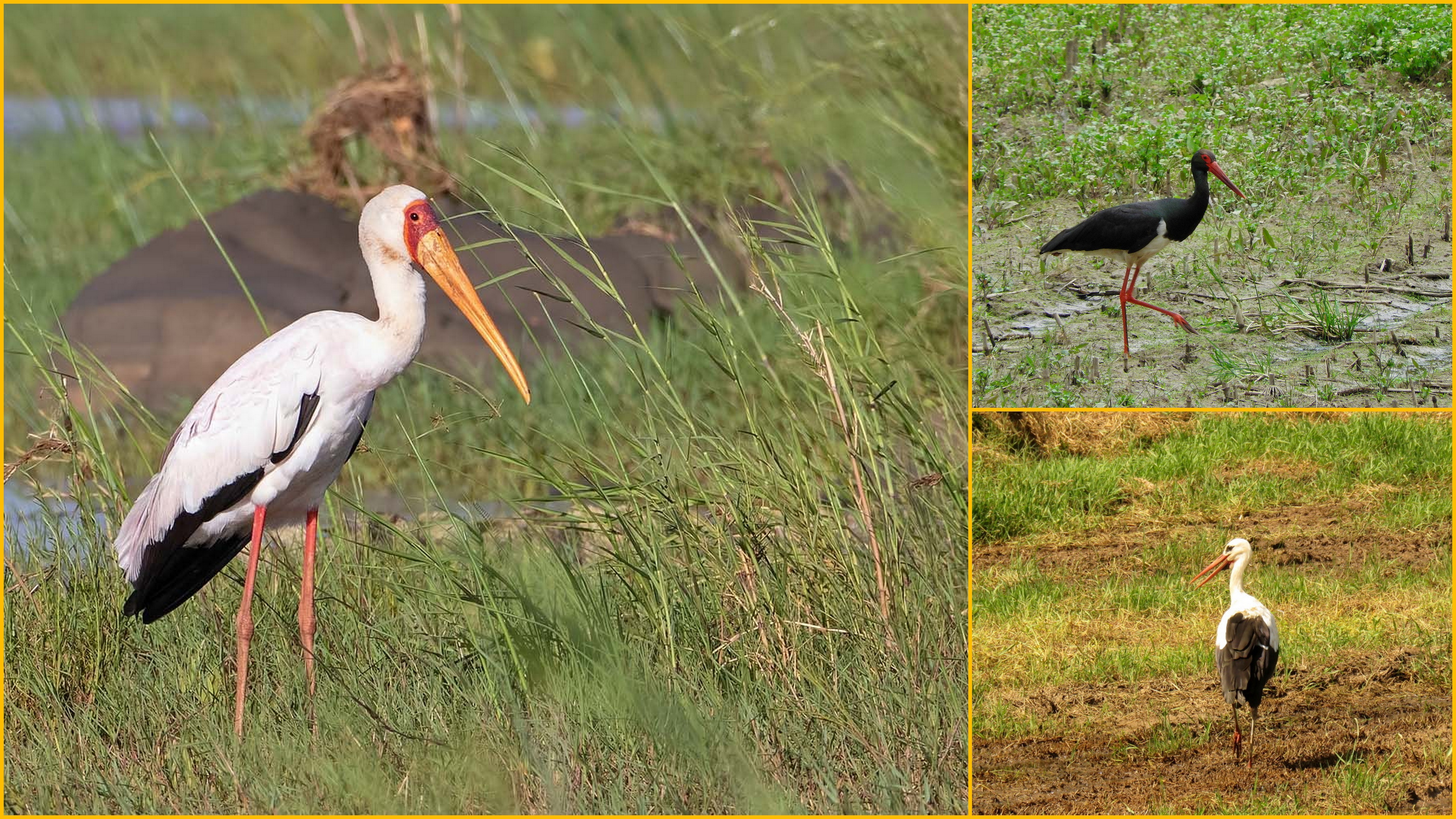 Türkiye’deki Leylek Türleri