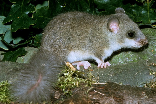 Yediuyur (Glis glis)