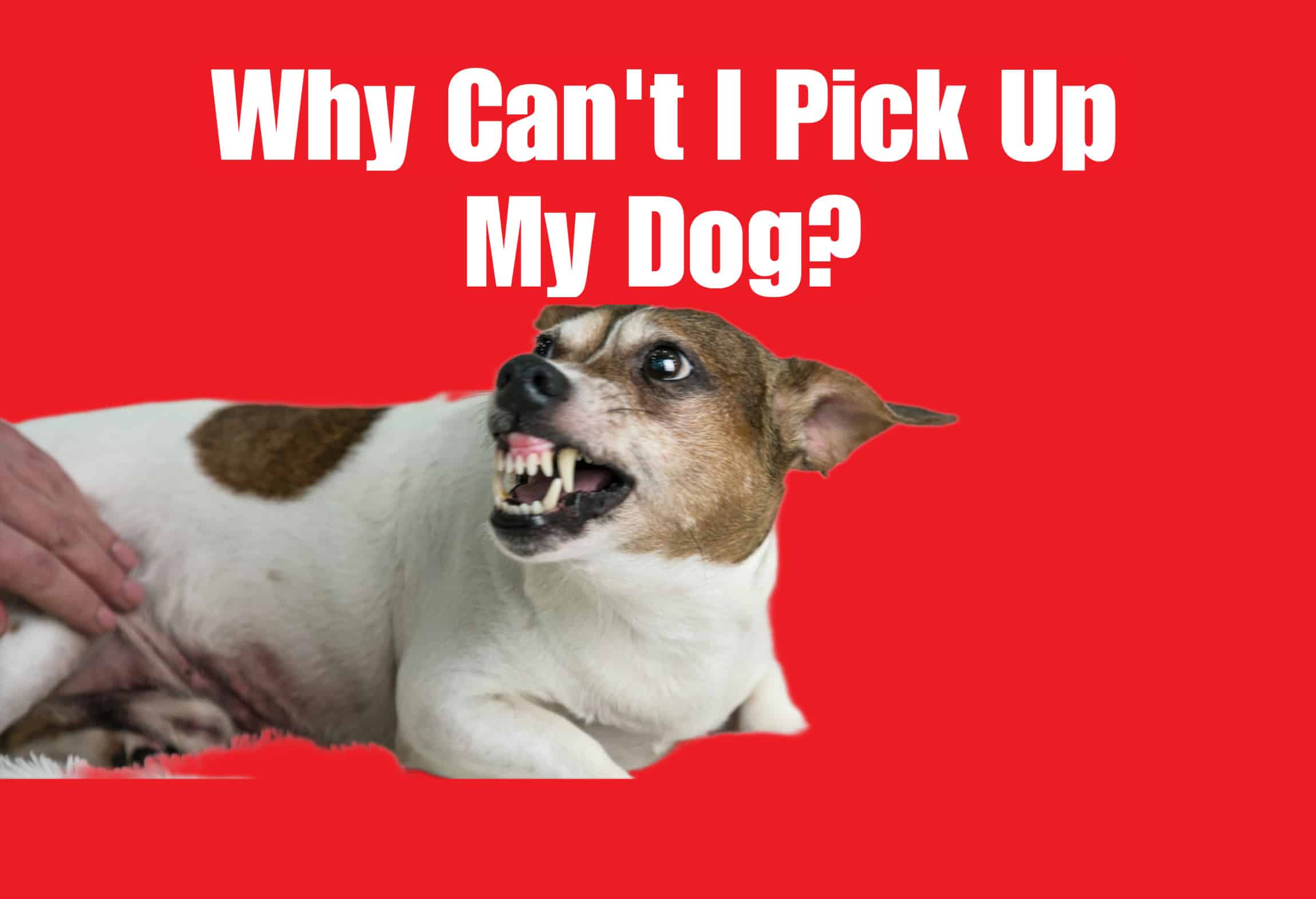 Dog displaying signs of aggression such as bared teeth and tense posture when a person attempts to pick it up.