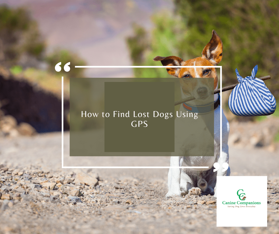 How to Find Lost Dogs Using GPS