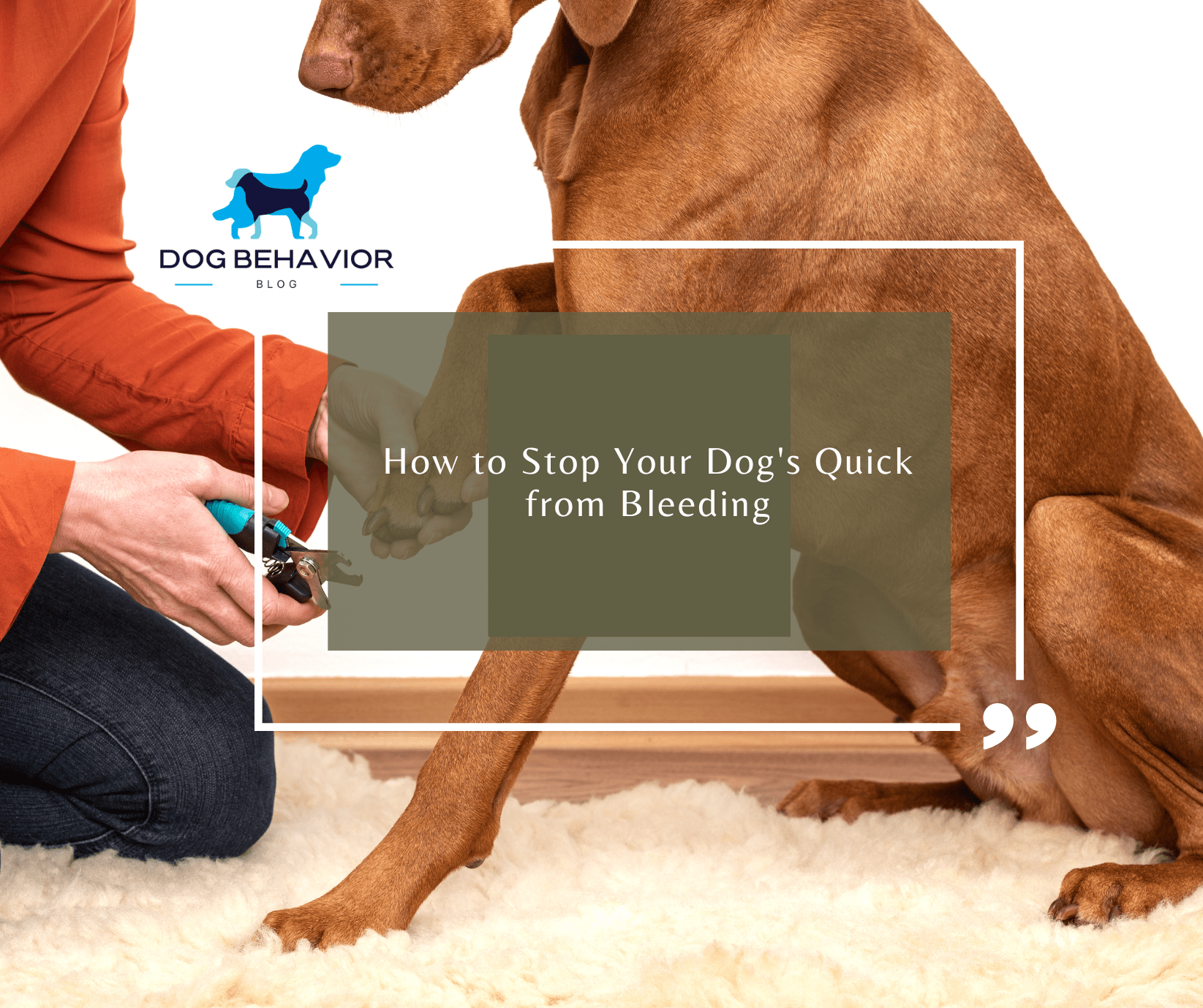 How to Stop Your Dog’s Quick from Bleeding