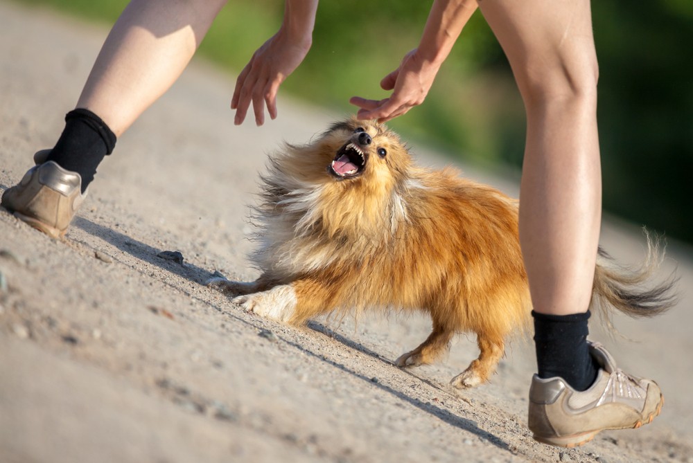 Small dog lunging and snapping at the legs of a walker on a gravel path as the person reaches down, an example of a dog attack in progress