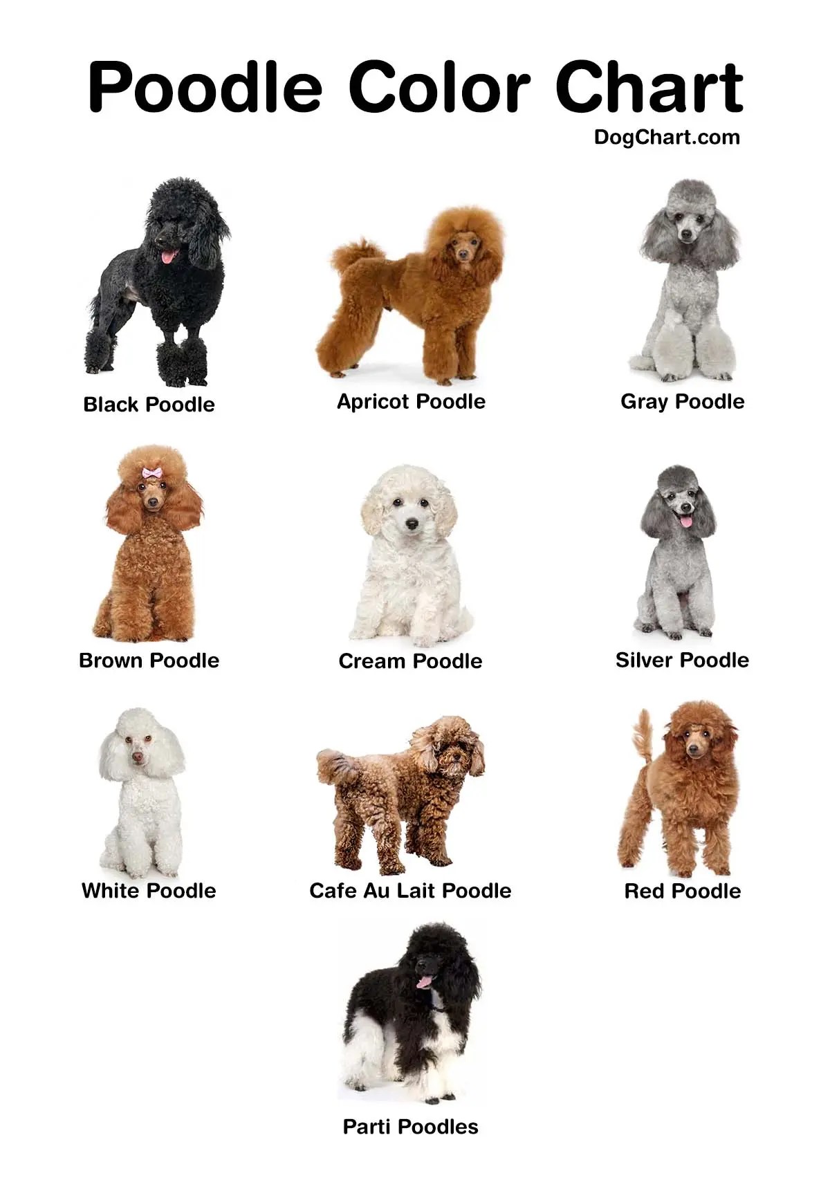 Poodle color chart: common and rarest breeding colors