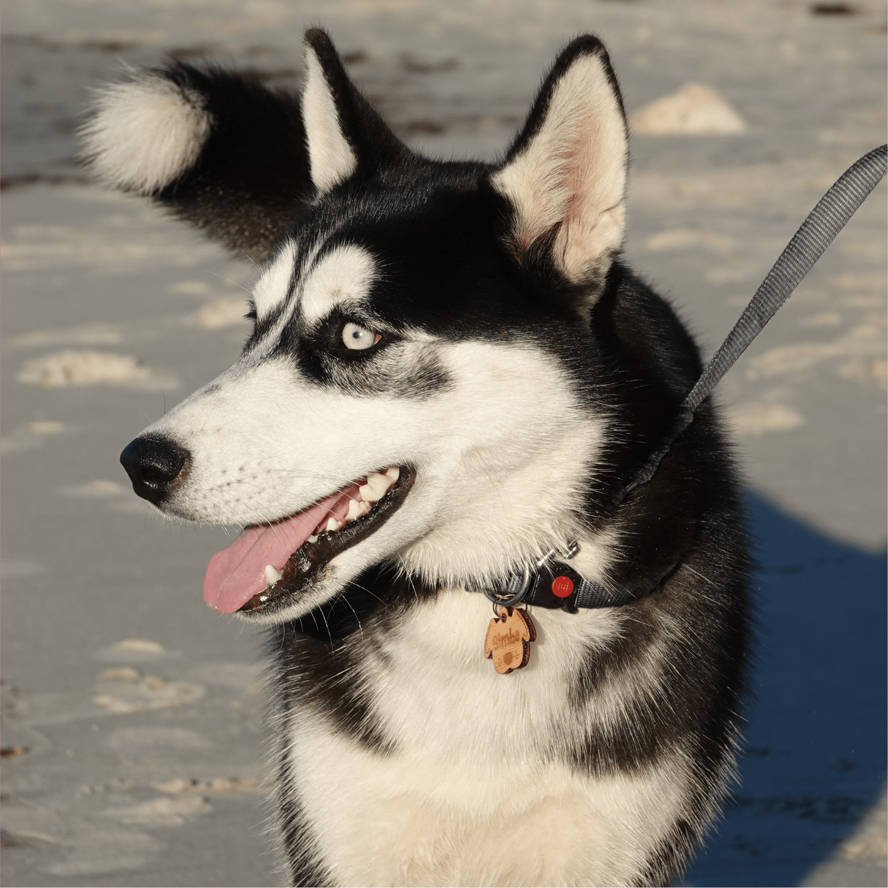 perro husky con chapa de madera personalizada