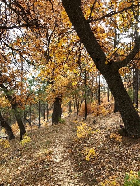 Wooded hill