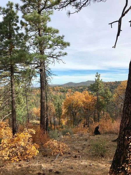 Wooded hill